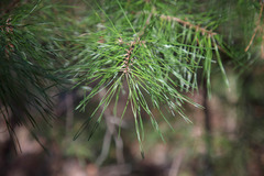 Pinus glabra