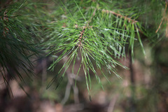 Pinus glabra