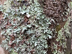 Parmotrema subisidiosum