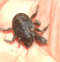 Aegla concepcionensis