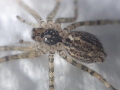 Tegenaria ferruginea