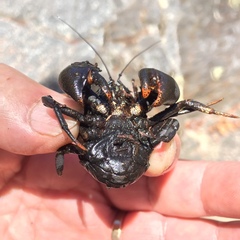 Aegla concepcionensis