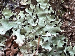 Parmotrema subisidiosum
