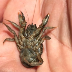 Aegla concepcionensis