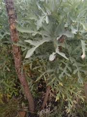 Cussonia paniculata sinuata
