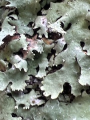 Parmotrema subisidiosum