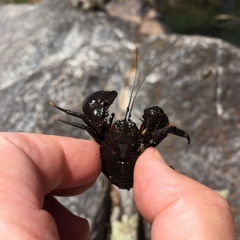 Aegla concepcionensis