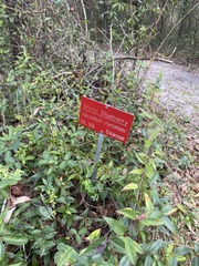 Vaccinium myrsinites