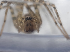 Tegenaria ferruginea