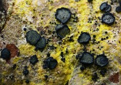 Cresponea chloroconia