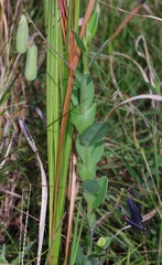 Crotalaria stipularia