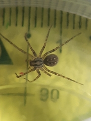 Tegenaria ferruginea