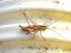 Conocephalus bilineatus