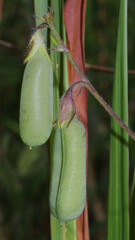 Crotalaria stipularia
