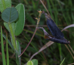 Crotalaria stipularia