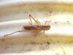 Conocephalus bilineatus