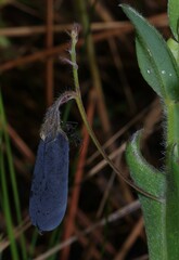 Crotalaria stipularia
