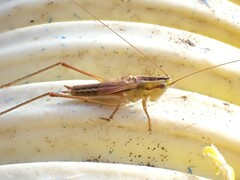 Conocephalus bilineatus