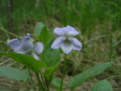 Viola nemoralis