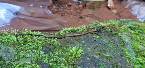 Chinese Many-tooth Snake