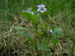 Viola nemoralis