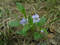 Viola nemoralis