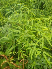 Gleichenella pectinata