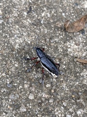 Aulametopus marginellus