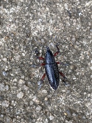 Aulametopus marginellus