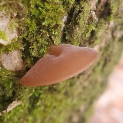 Auricularia auricula-judae