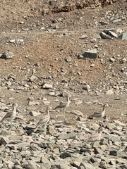 Burhinus superciliaris