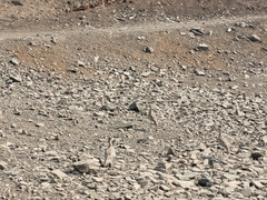 Burhinus superciliaris