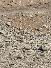 Burhinus superciliaris