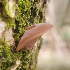 Auricularia auricula-judae