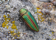 Buprestis aurulenta
