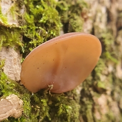 Auricularia auricula-judae