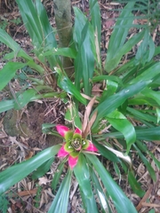 Nidularium innocentii