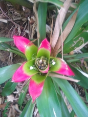 Nidularium innocentii