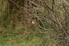 Prinia gracilis