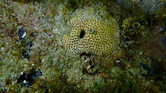 Stephanocoenia intersepta