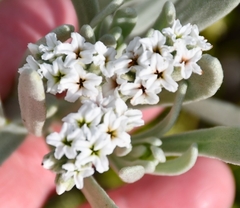 Tournefortia gnaphalodes