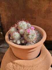 Mammillaria bombycina