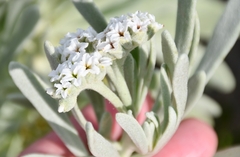 Tournefortia gnaphalodes