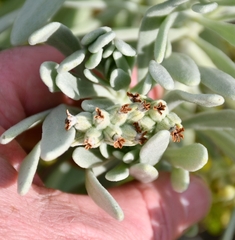 Tournefortia gnaphalodes