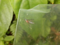 Cryptinae