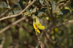 Anagyris foetida