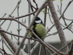 Parus major