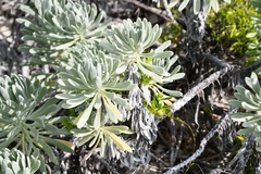 Tournefortia gnaphalodes