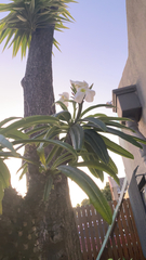 Pachypodium lamerei