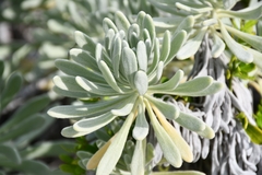 Tournefortia gnaphalodes